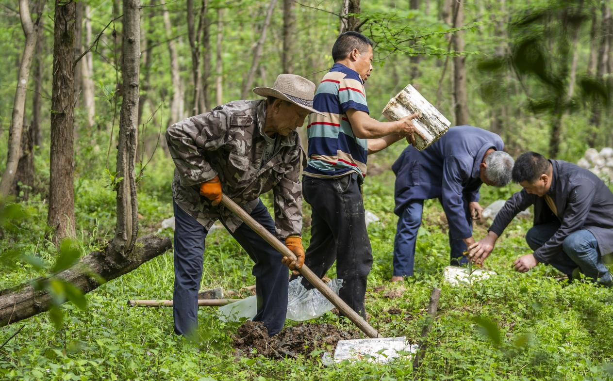 2025年4月16日,江西新余,仙女湖區河下鎮花園村林場,人們正在搬運、栽植靈芝菌棒。